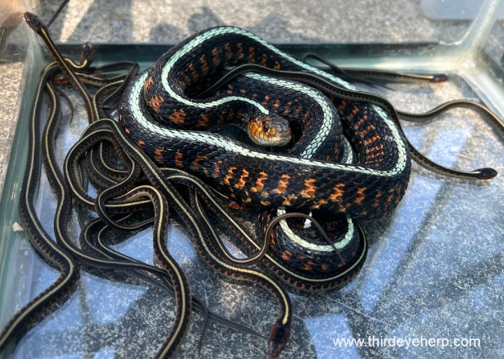 Oregon Red-spotted Garter Snakes